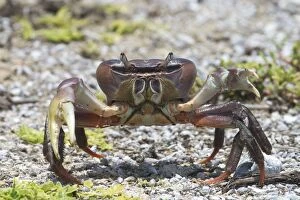 DH-3670 Land crab - on Pulu Keeling National Park, the northernmost atoll