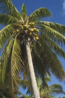 DH-3701 Coconut palm and coconuts - On West Island