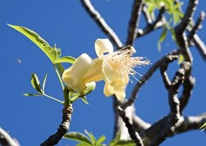 DH-3773 Baobab / Boab tree flower