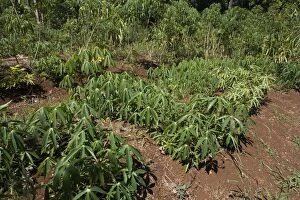 DH-4110 Cassava growing in a village garden in New Caledonia