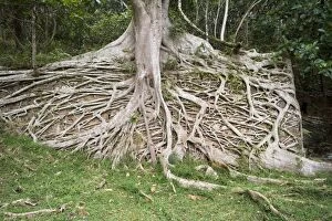 DH-4130 Strangler Fig roots covering a wall