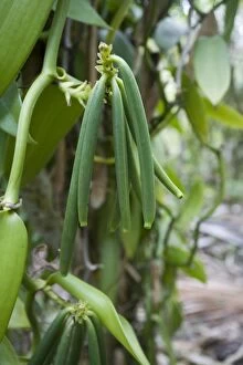 DH-4144 Vanilla plant