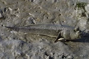 DH-4252 Mudskipper / Oyster Goby / Oystergoby. On mudflats at Cairns esplanade