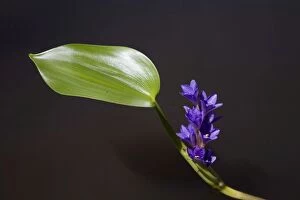 DH-4278 Bog Hyacinth