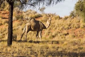 DH-4420 One-humped Camel / Dromedary / Dromedary Camel - Under a Desert Oak near Jupiter Well