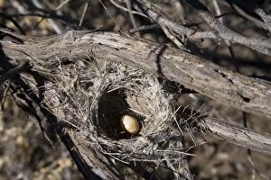 DH-4436 Black Honeyeater Nest - With one egg