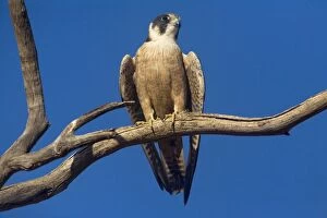 DH-4441 Australian Hobby - Perched on branch