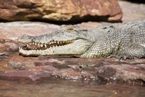 DH-4450 Estuarine / Saltwater Crocodile