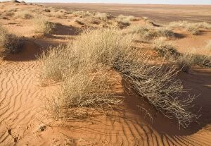 DH-4460 Sand Dune - Sand dune in the Simpson Desert, near Mac Clark (Acacia peuce) Reserve