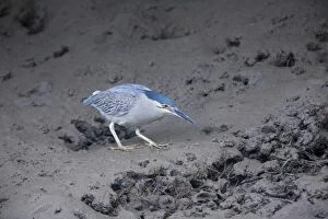 DH-4464 Striated Heron - Hunting for prey in the deep shade of mangroves in Talbot Bay