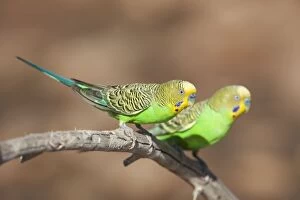 Budgies Gallery: DH-4575