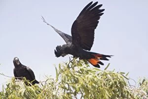 DH-4596 Red-tailed Black-Cockatoo