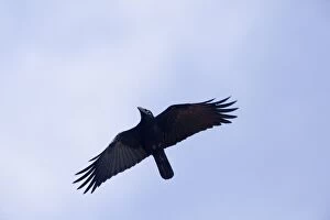 DH-4613 Torresian Crow - in flight