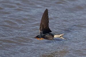 DH-4615 Welcome Swallow - hawking for insects over the incoming tide