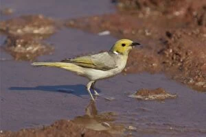 DH-4619 White-plumed Honeyeater - Drinking at a stock watering point 60km from Aputula Aboriginal Community
