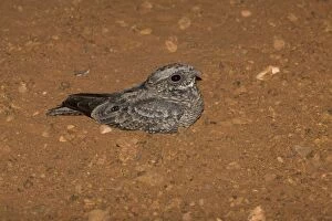 DH-4630 Spotted Nightjar - Note grasshopper beyond bird, the reason these birds are seen on roads