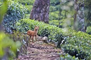 Images Dated 18th March 2015: Dhole / Asiatic Wild Dog / Indian Wild Dog