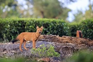 Asiatic Gallery: Dhole / Asiatic Wild / Indian Wild Dog