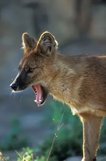 Dhole Dog National Zoological Gardens, Pretoria, South Africa