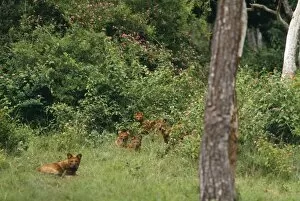 Dhole Dogs - lying in wait, hunt as a pack