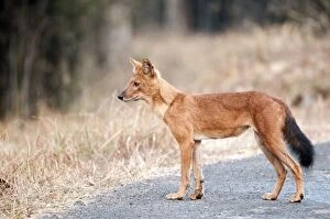 Dhole - standing on road