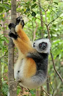 Sifaka Prints: Diademed Sifaka - Andasibe-Mantadia National Park - Eastern-central Madagascar