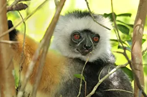 Diademed Sifaka - Andasibe-Mantadia National Park - Eastern-central Madagascar