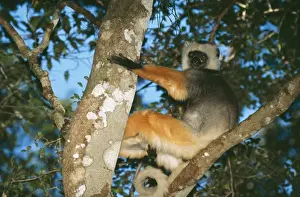 Diademed Sifaka COS-767 Mantady National Park Madagascar Propithecus propithecus diadema © Bill Coster / ARDEA LONDON
