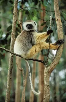 Sifaka Prints: Diademed Sifaka Endemic. Madagascar