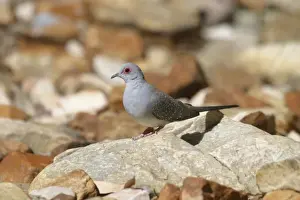 Diamond Dove Approaching waterhole, Standley Chasm, West MacDonnell National Park, Nthn Territory, Australia