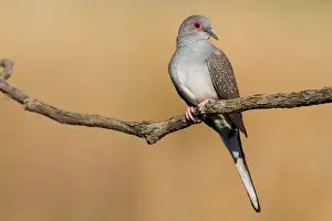 Diamond Dove Coming to drink at an overflowing cattle trough west of Mt Barnett, Gibb River Road, Kimberley, Western Australia. Widespread in the drier regions of the northern half of Australia