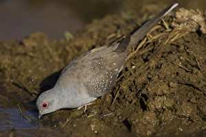 Images Dated 14th August 2006: Diamond Dove drinking - At an overflowing cattle trough west of Mt Barnett, Gibb River Road