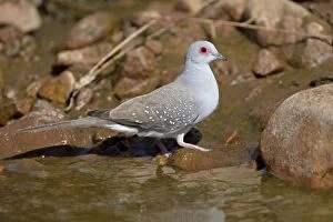Images Dated 16th April 2009: Diamond Dove - by drinking pool in Donkey Creek, near Canteen Creek Aboriginal Community