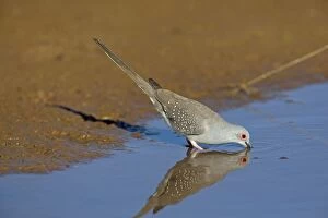 Images Dated 23rd March 2010: Diamond Dove - drinking at pool - near Ti Tree - Northern Territory - Australia