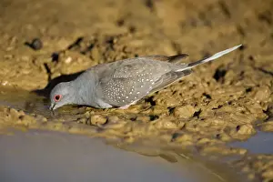 Diamond Dove - drinking Widespread throughout inland Australia especially in the north. Always within reach of water. At a pool near Mt Barnett, Gibb River Road, Kimberley, Western Australia. Australia's smallest dove