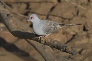 Images Dated 23rd April 2004: Diamond Dove Near Lajamanu, an aboriginal settlement on the northern edge of the Tanami Desert
