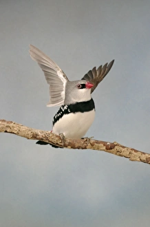 Diamond Firetail - On branch wings open front view, captive cage bird Diamond Firetail - On branch wings open front view, captive cage bird