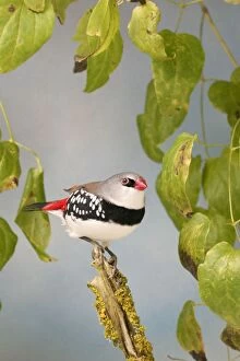 Diamond Firetail - In creepers side view, captive cage bird