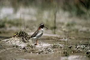 Plovers Prints: Diamond Sandpiper Plover - El Yeso - Santiago - Chile