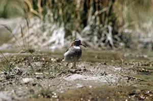 Diamond Sandpiper Plover - El Yeso - Santiago - Chile