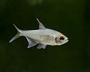 Images Dated 11th May 2006: Diamond Tetra / Pittiers tetra – side view, tropical freshwater Venezuela 002904