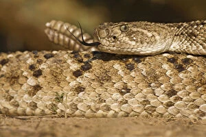 Diamondback Rattlesnake (Crotalus atrox)