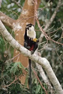 Diana Monkey - eating fruit Tai, Ivory Coast