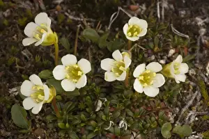 Rarity Prints: Diapensia in flower (Diapensia lapponica). Quite recently discovered in UK