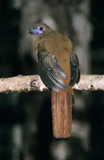 Trogons Prints: Diard's Trogon