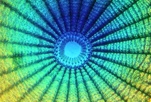 Abstract Collection: Diatom - from marine plankton sample