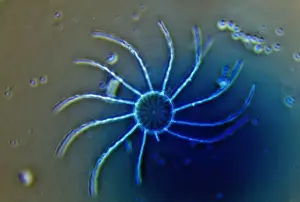 Stars Prints: Diatom - from marine plankton sample - Hong Kong harbour