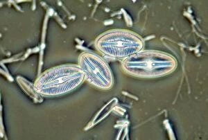 Images Dated 7th November 2012: Diatoms - from marine plankton sample - Hong Kong harbour