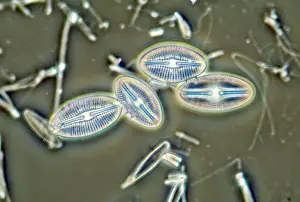Plankton Prints: Diatoms - from marine plankton sample - Hong Kong harbour