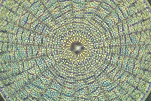 Plankton Prints: Diatoms - from marine plankton sample - Santa Anna - California